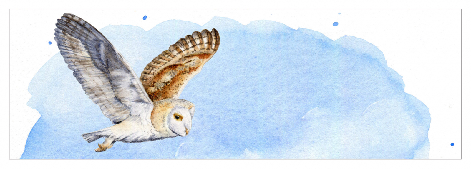 barn owl in flight illustration 